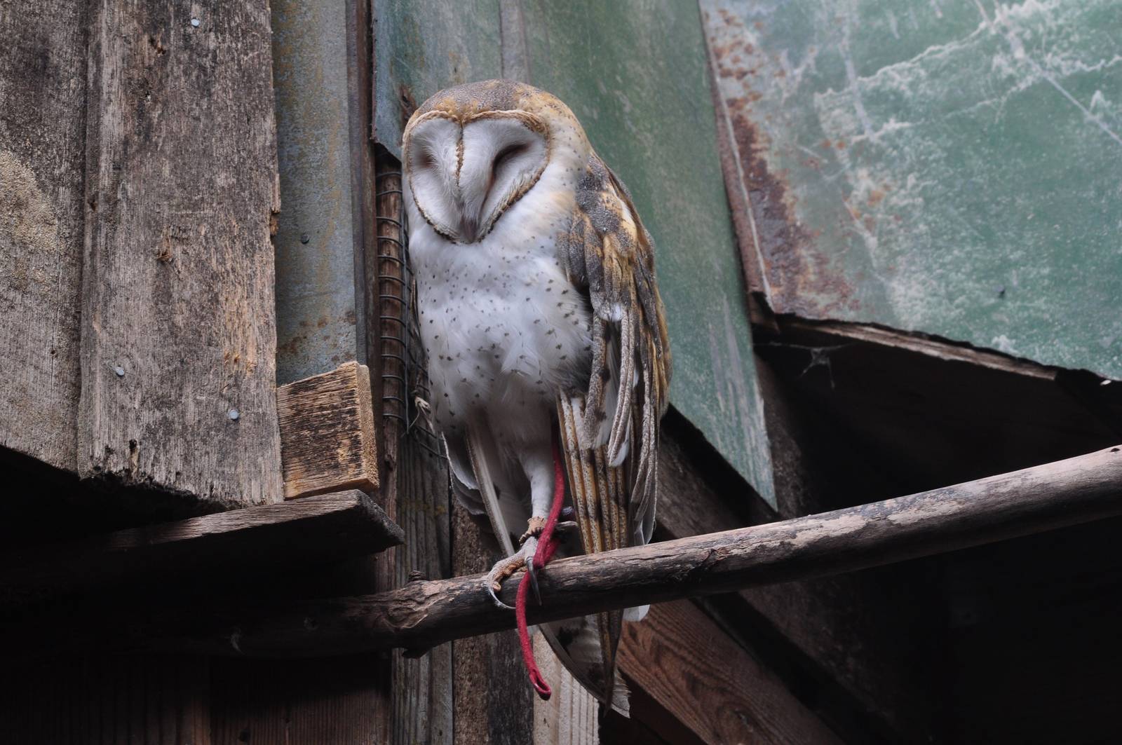 Barn Owl
