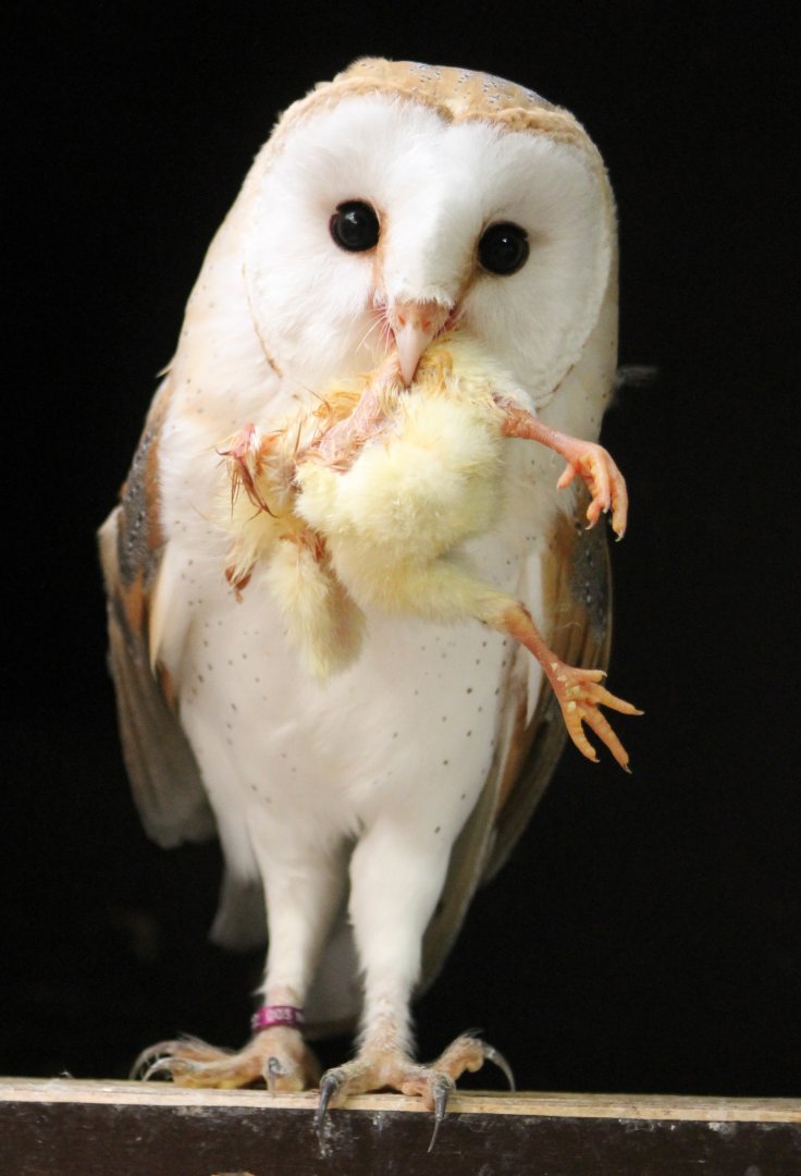 Barn owl