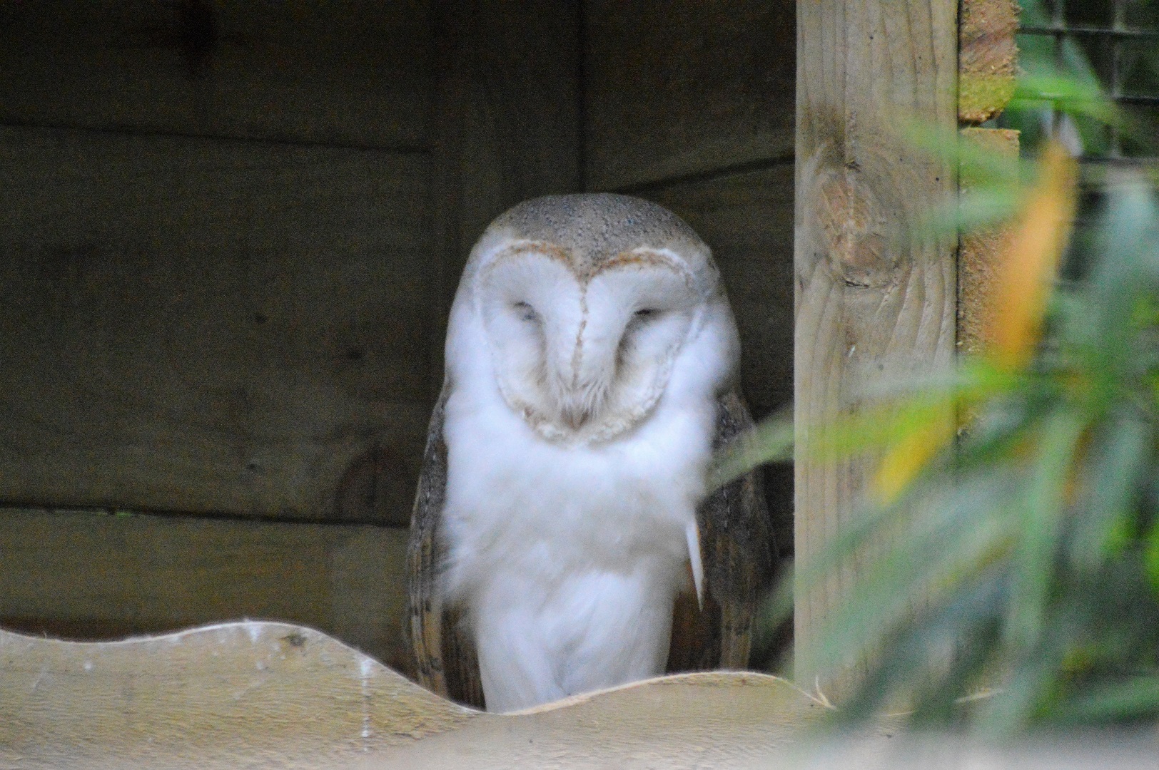 Barn owl