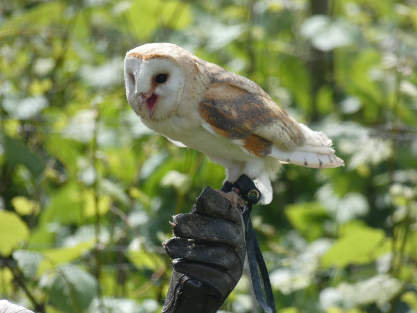 Barn Owl