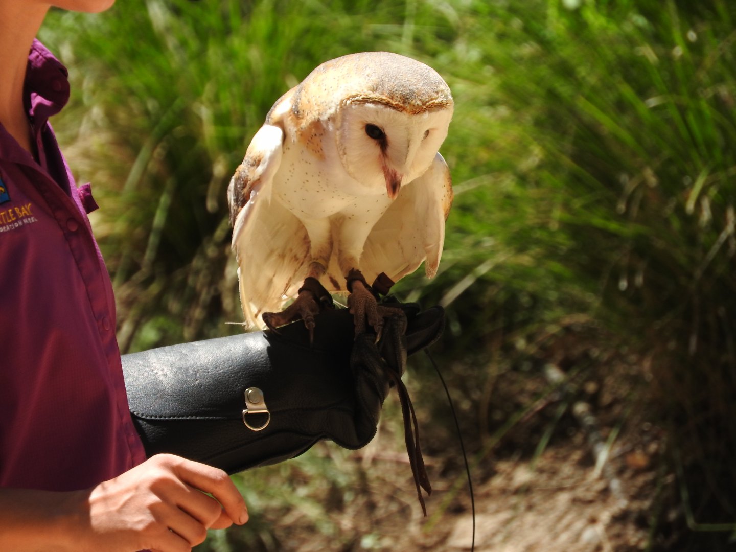 Barn Owl