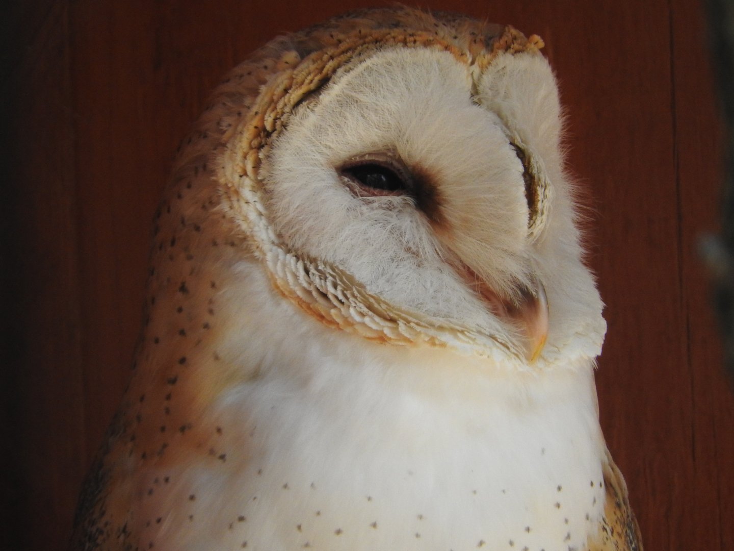 Barn Owl