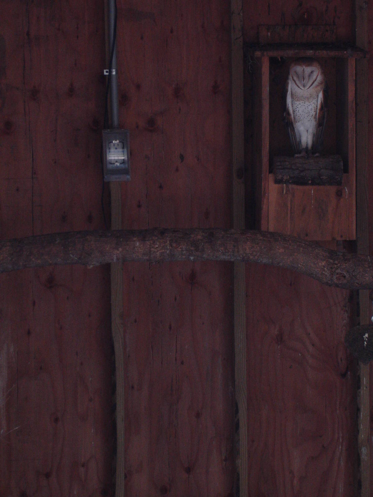 Barn Owl