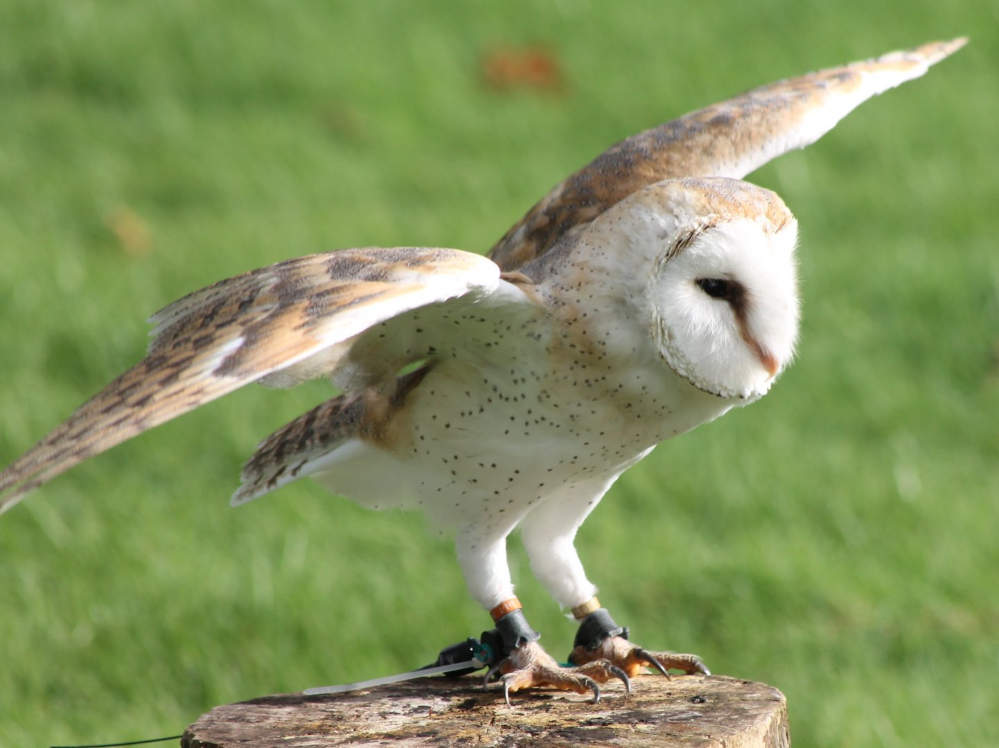 Barn owl