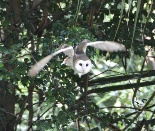 Barn owl