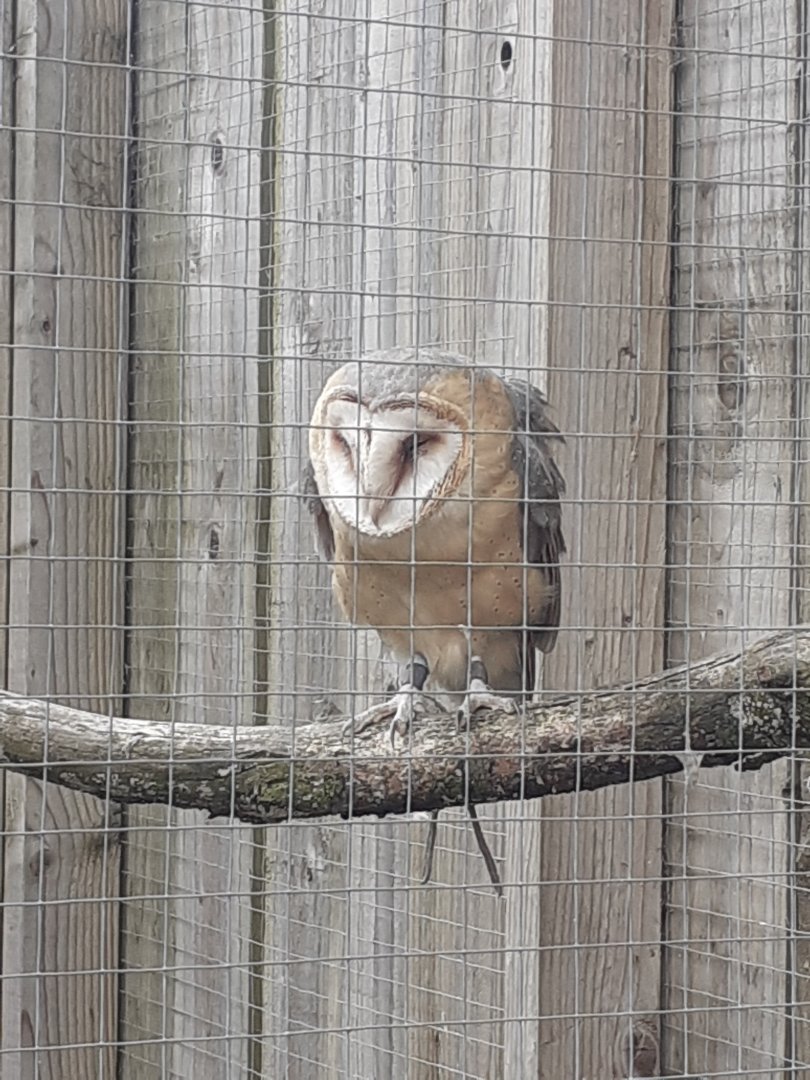Barn owl
