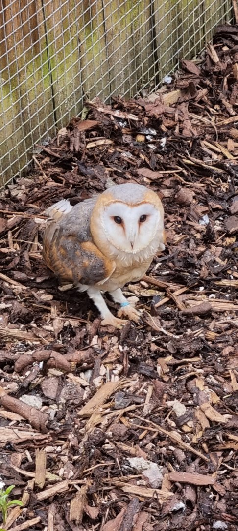 Barn owl