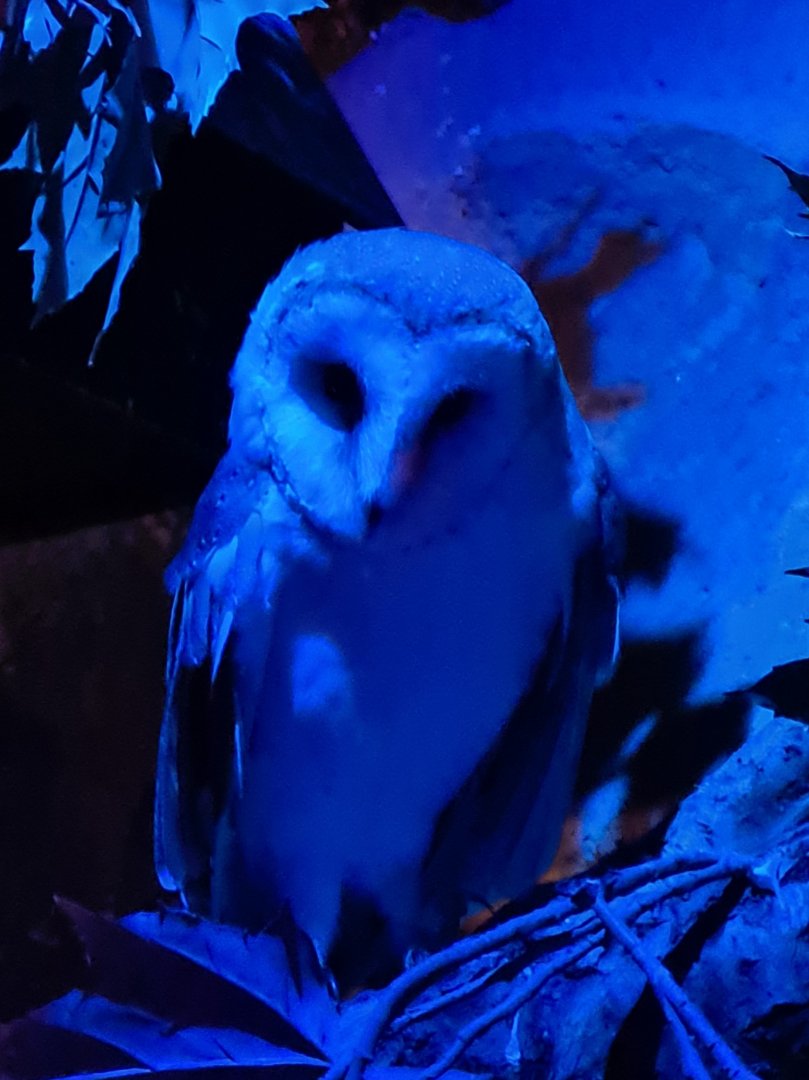 Barn owl