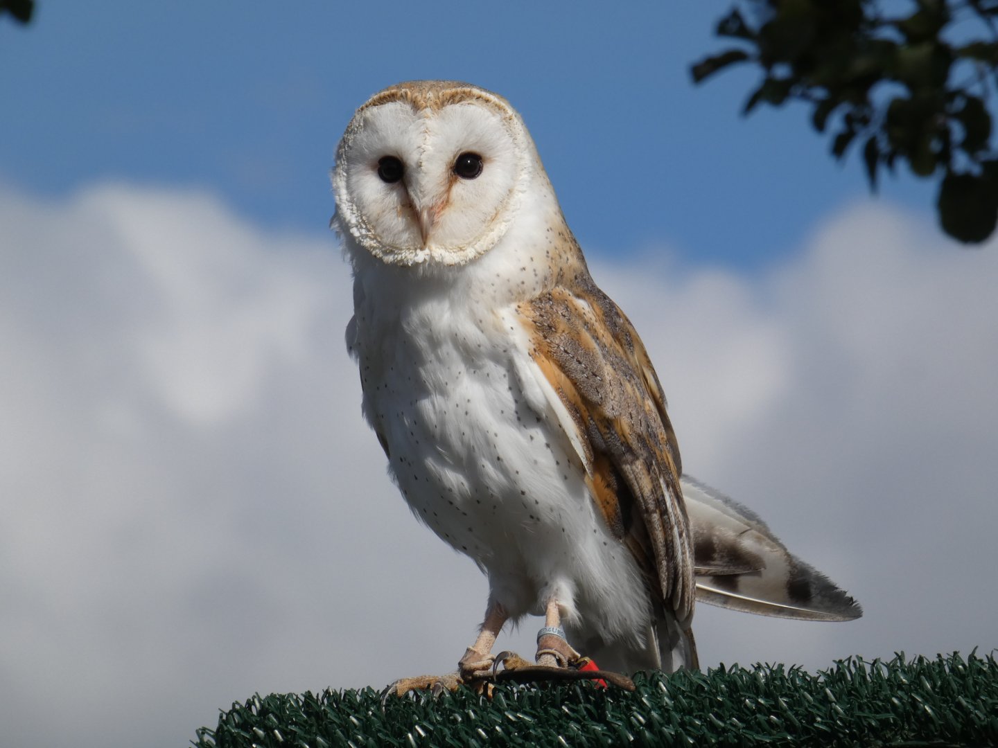 Barn owl
