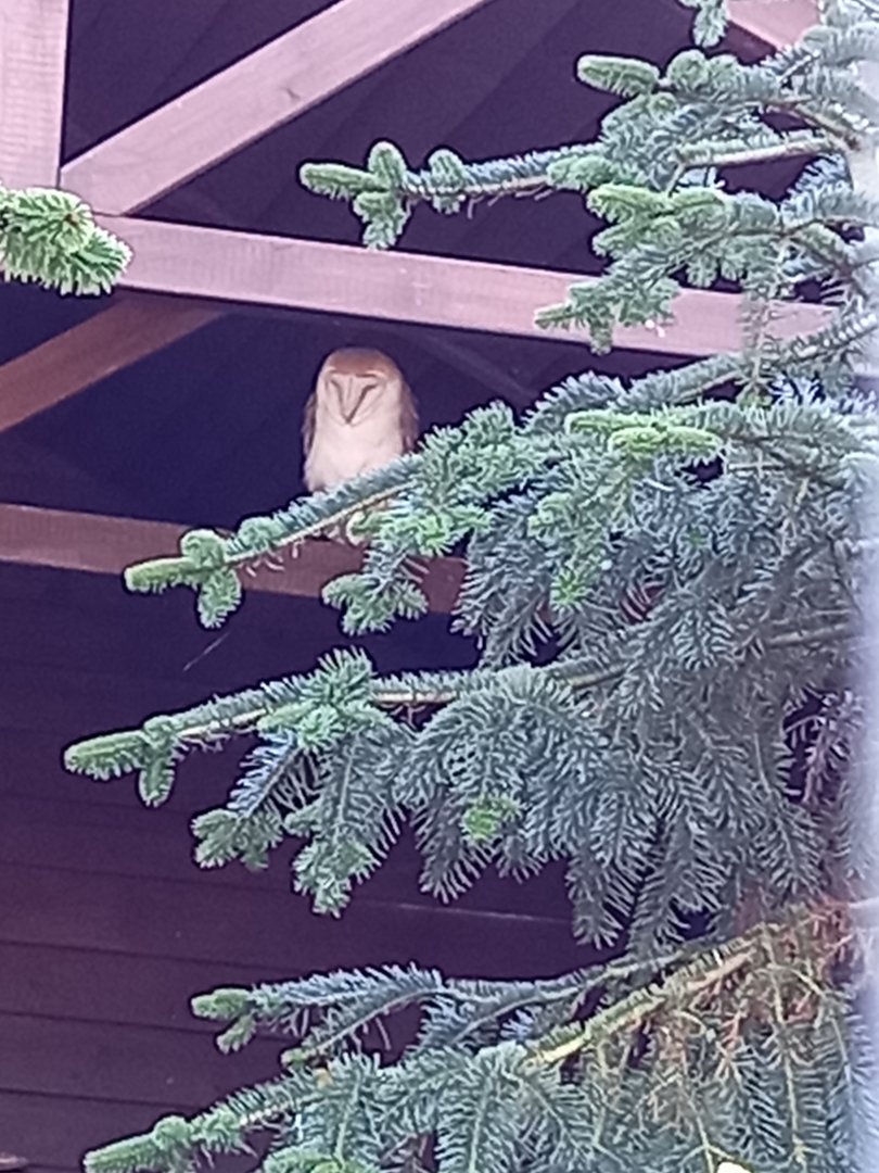 Barn Owl