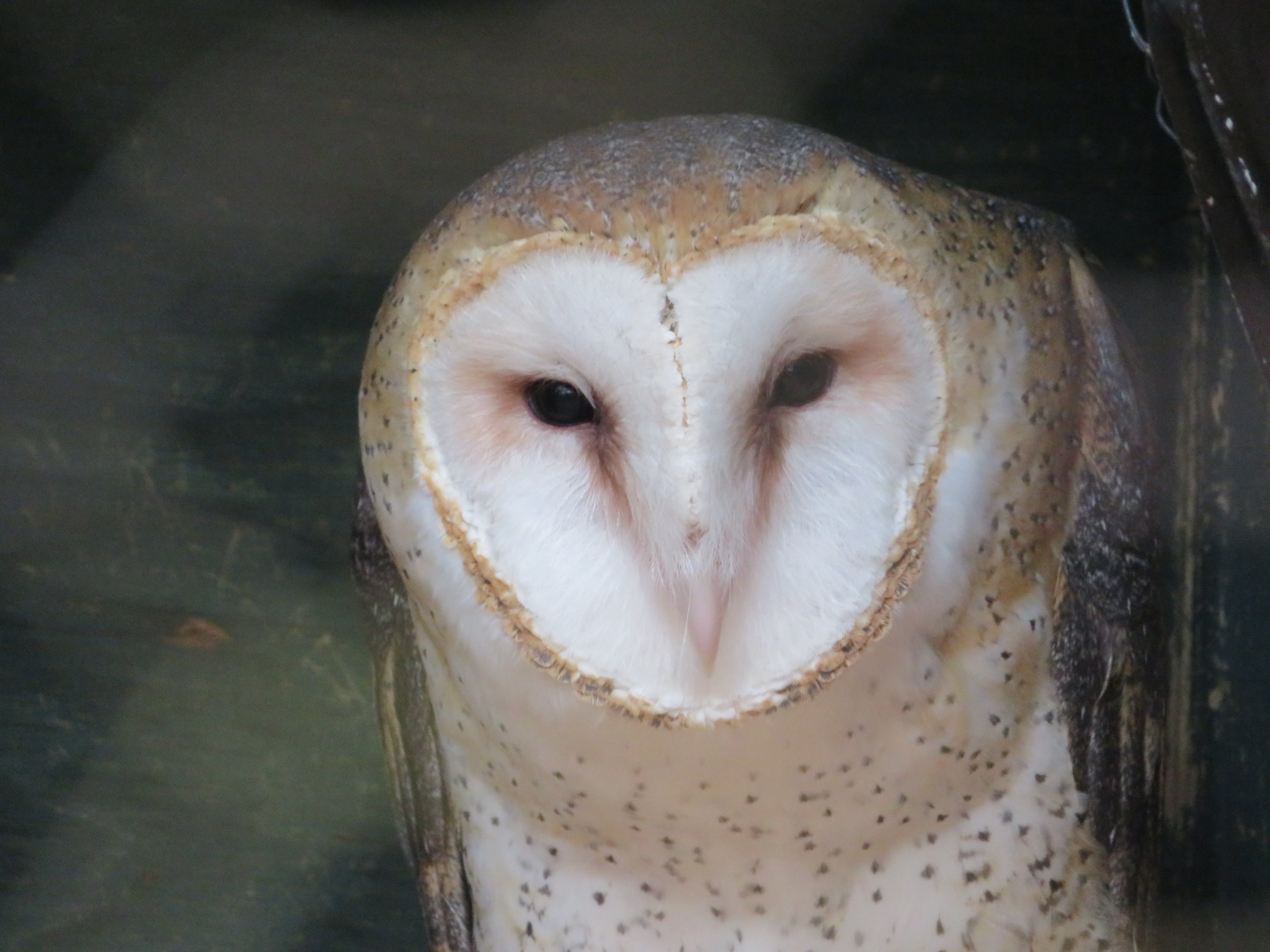 Barn Owl