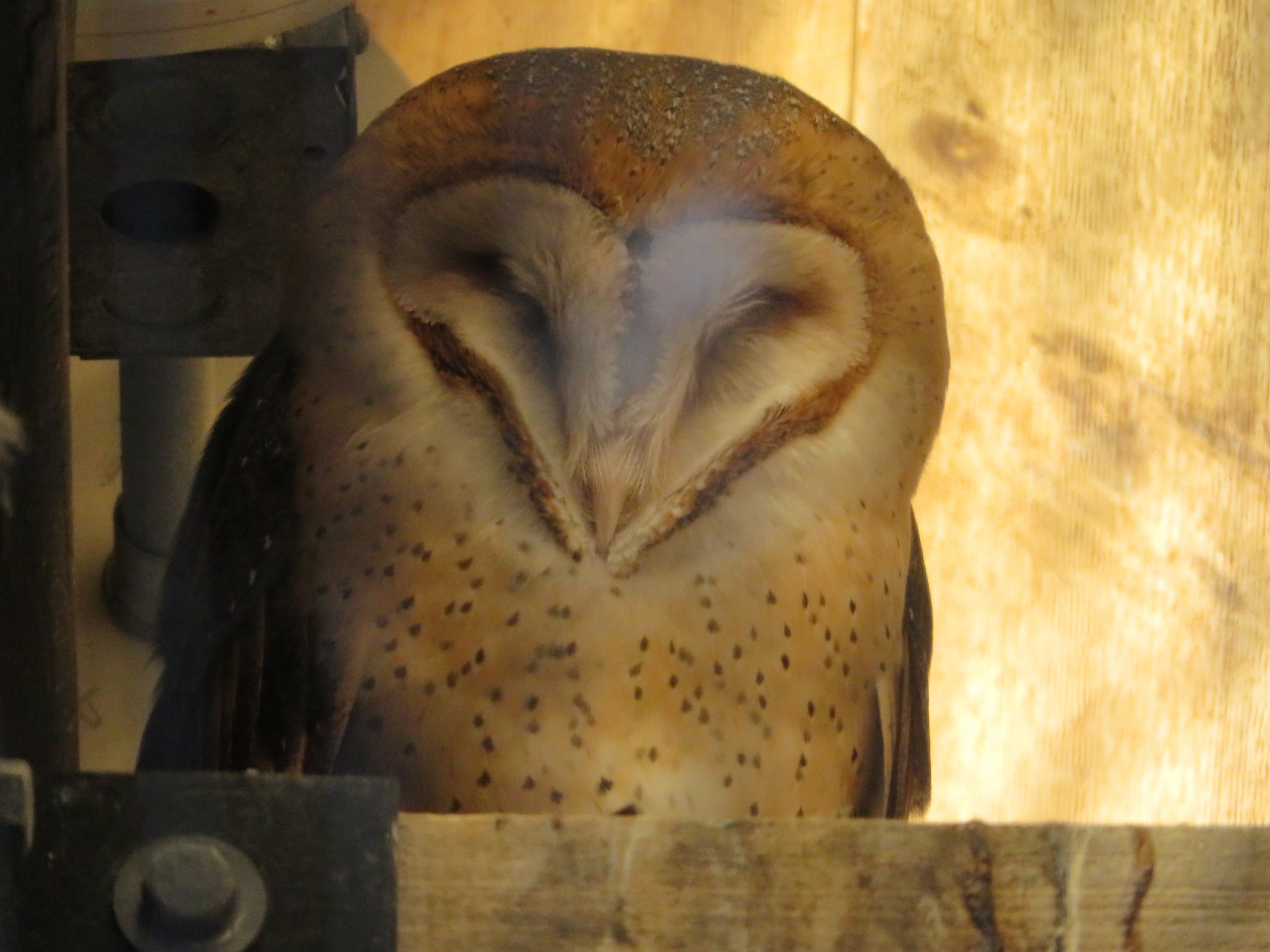 Barn Owl