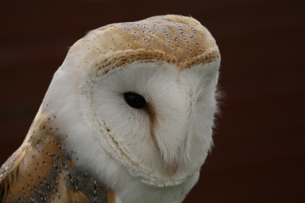 Barn Owl