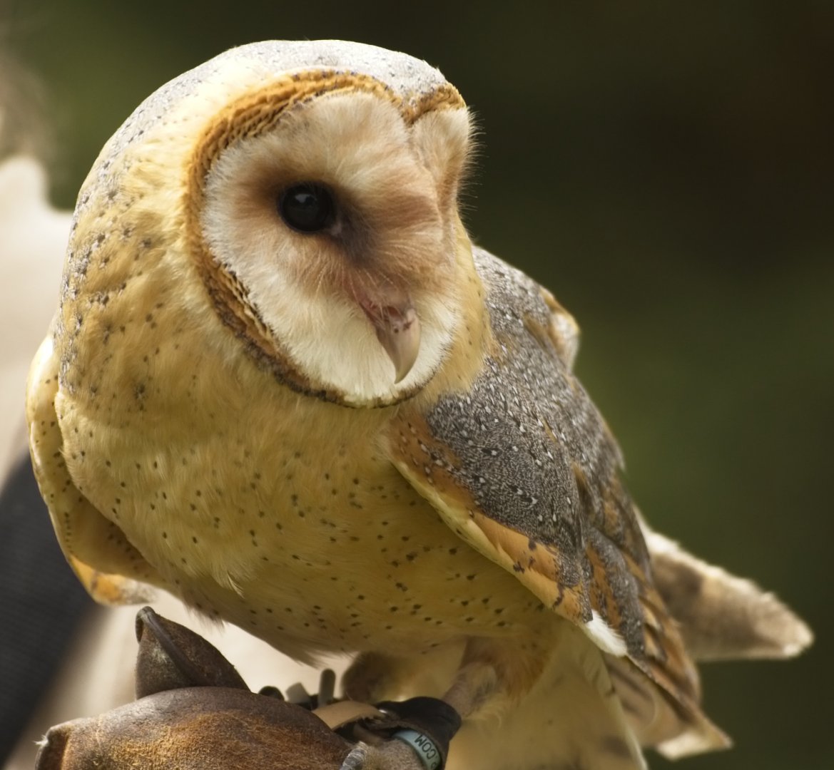 Barn Owl