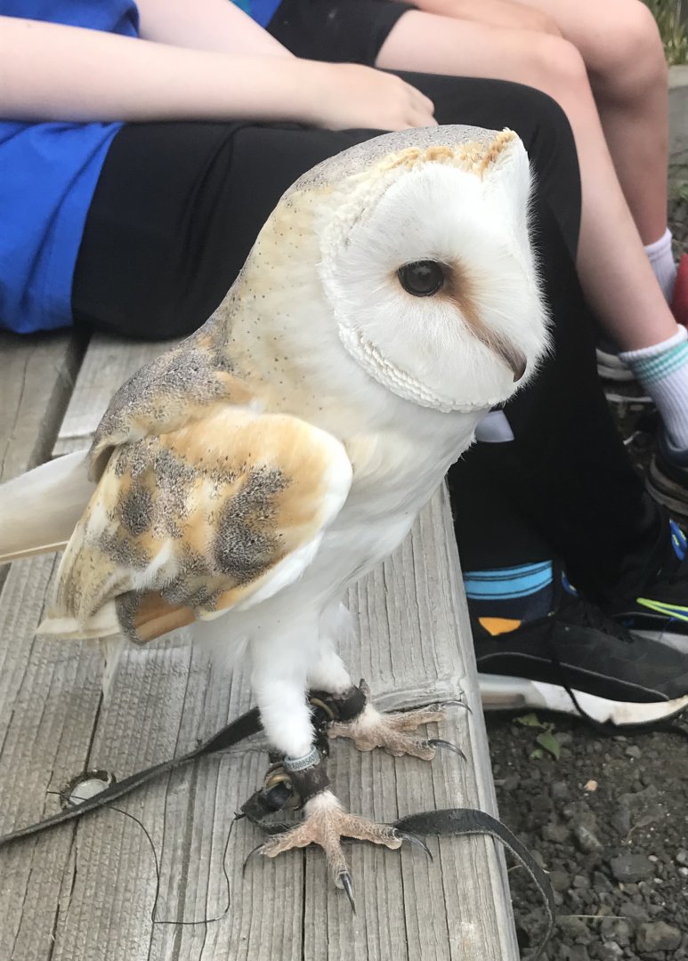 Barn owl