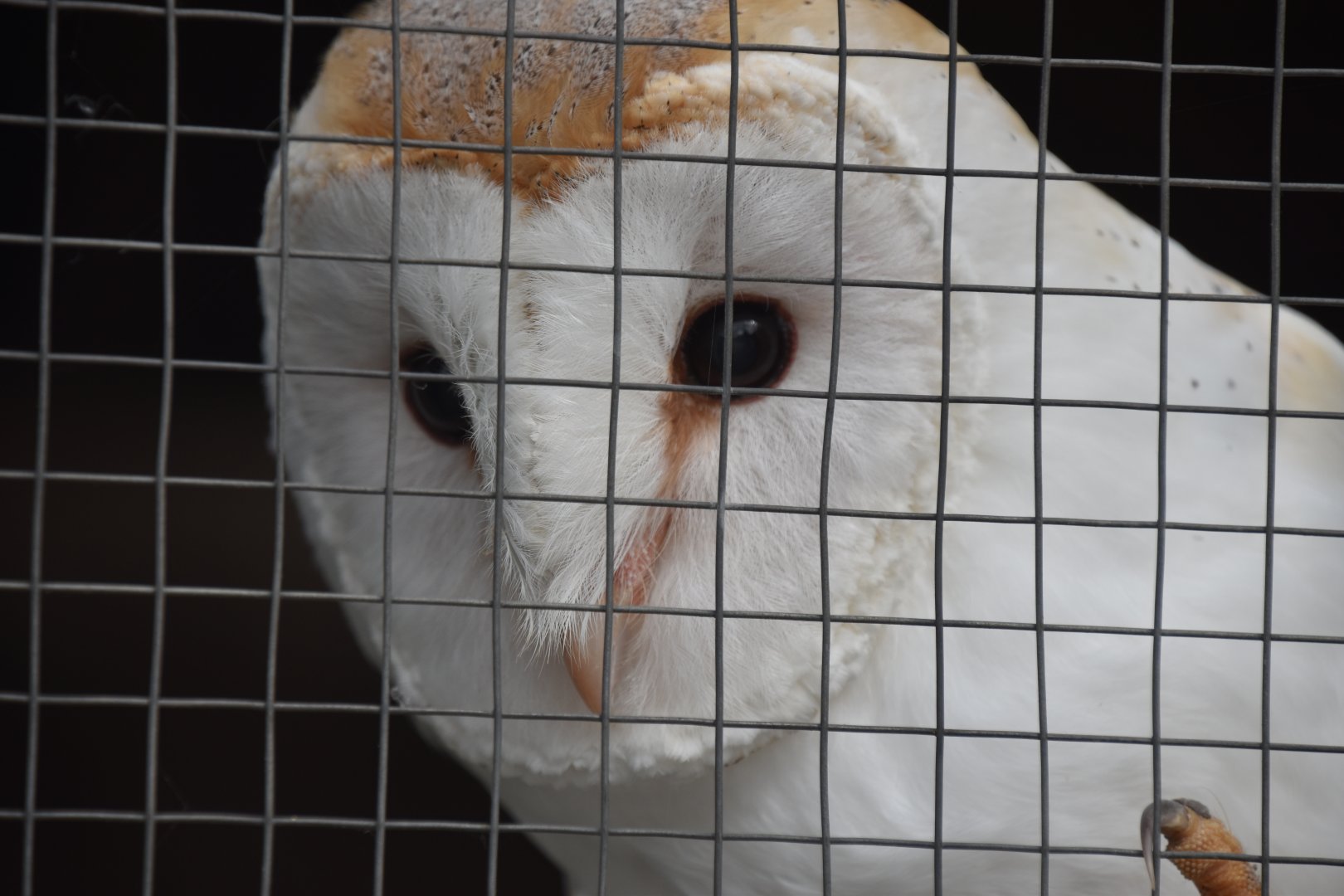 Barn owl