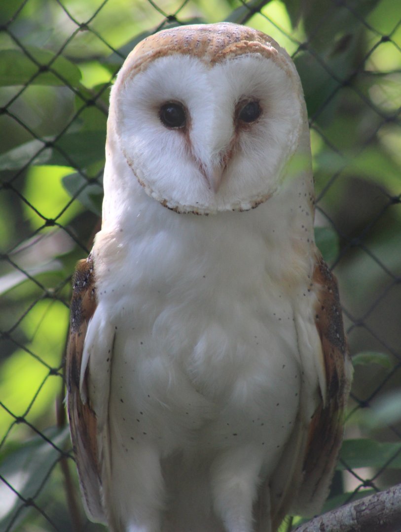 Barn owl