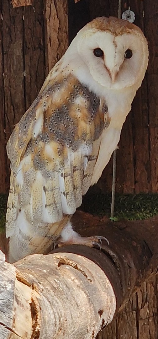 Barn owl