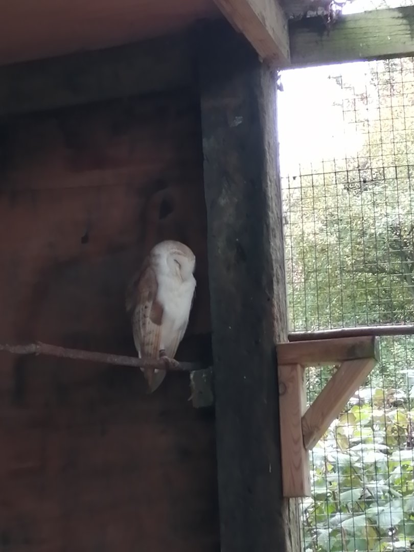 Barn Owl