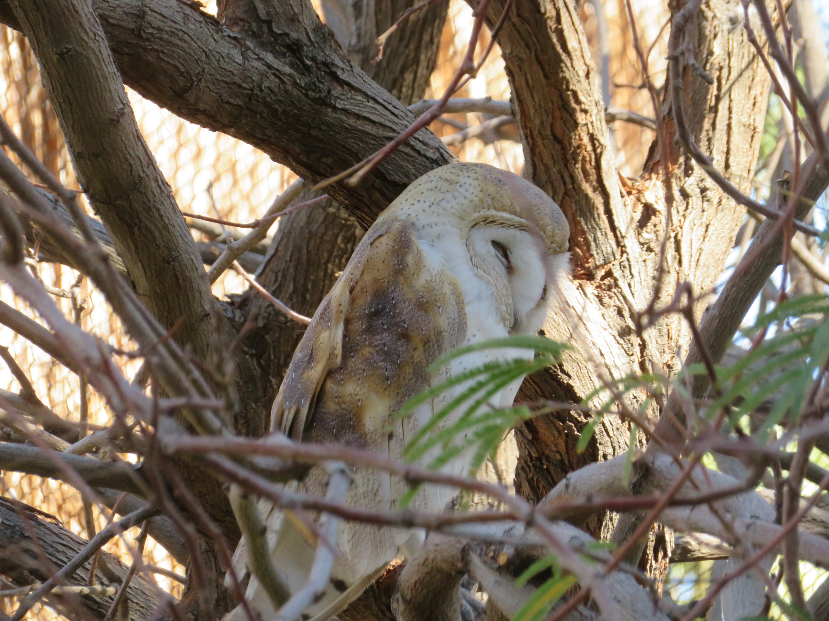Barn Owl