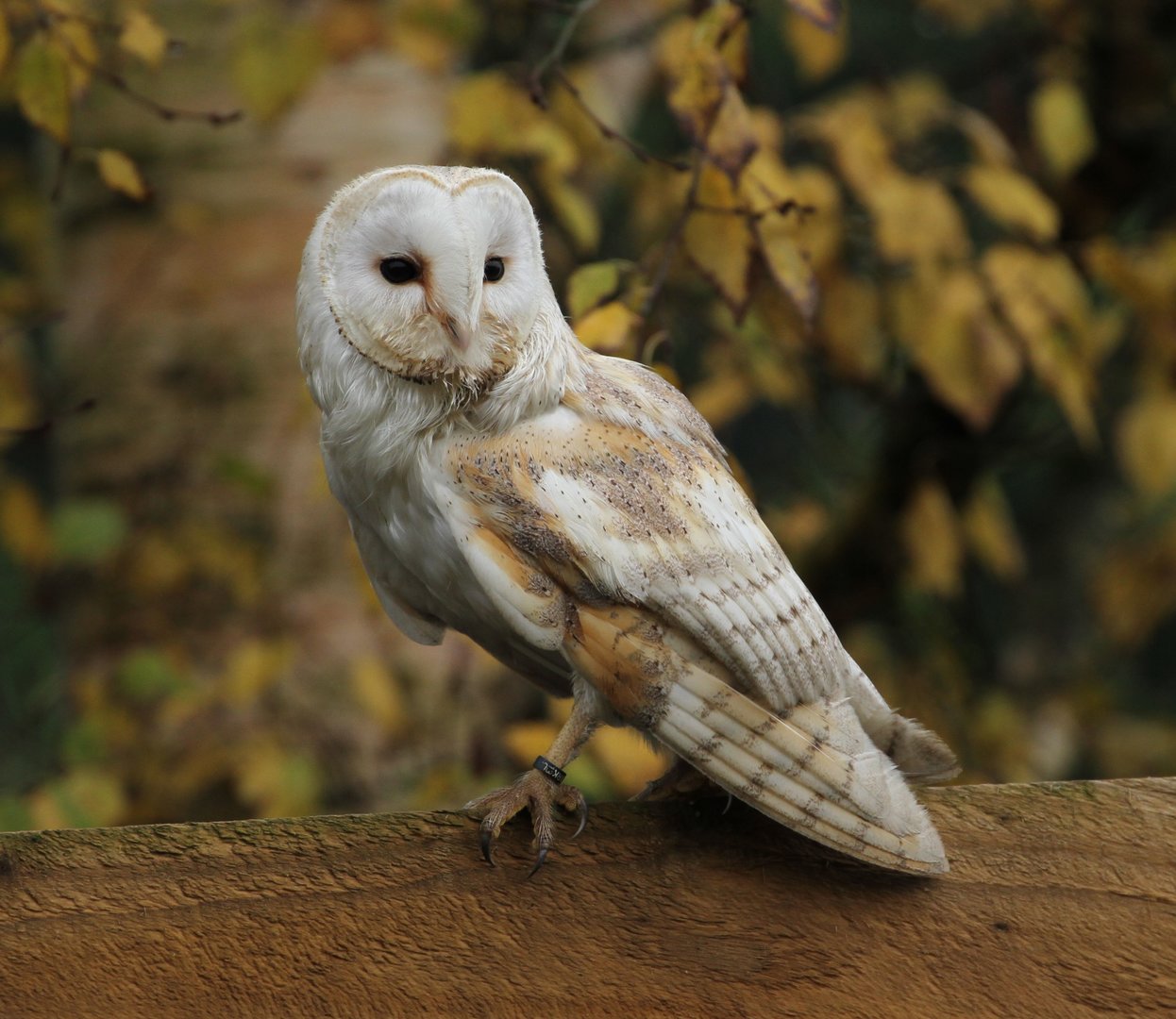 Barn Owl