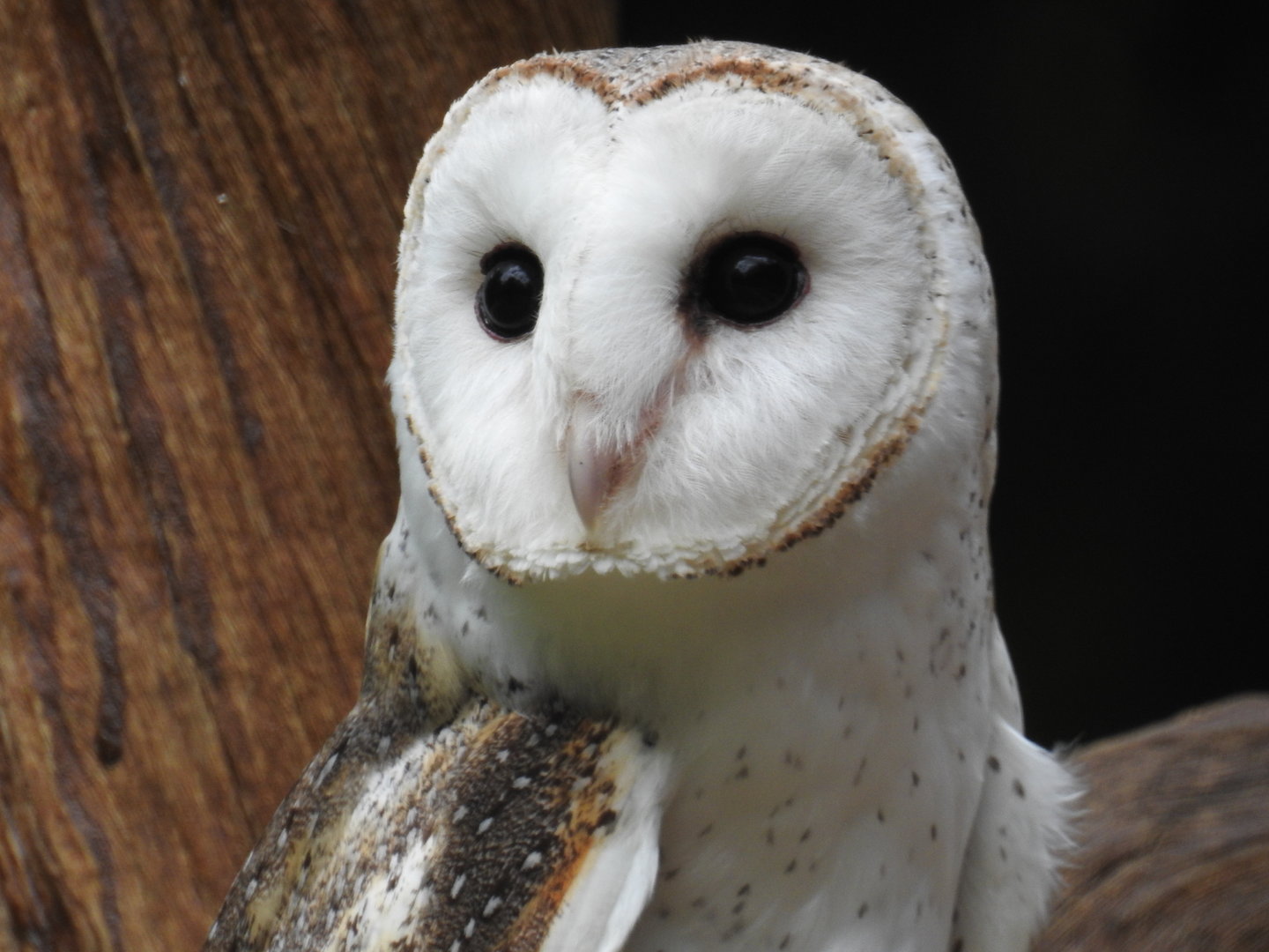 Barn Owl