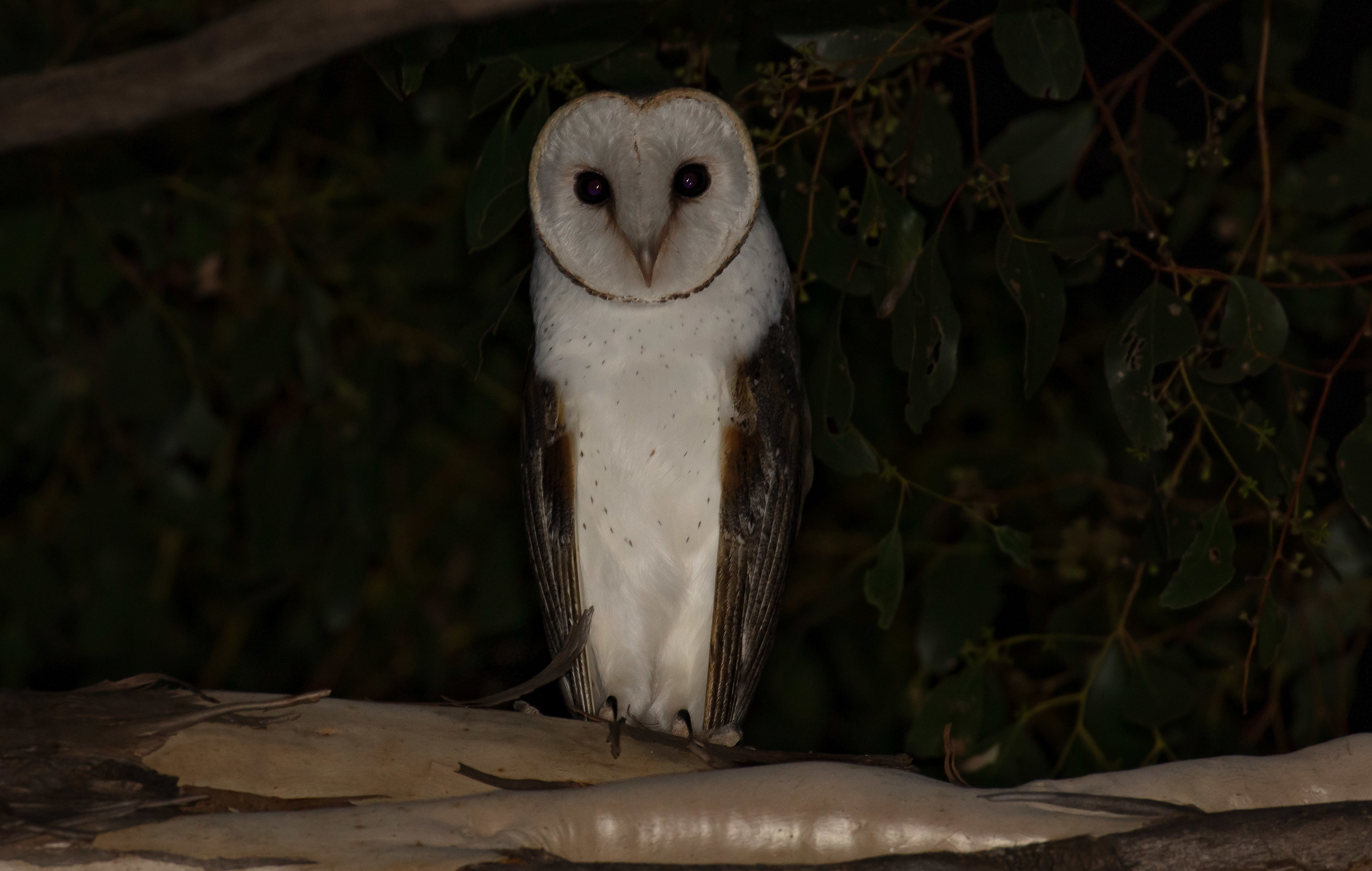 Barn Owl
