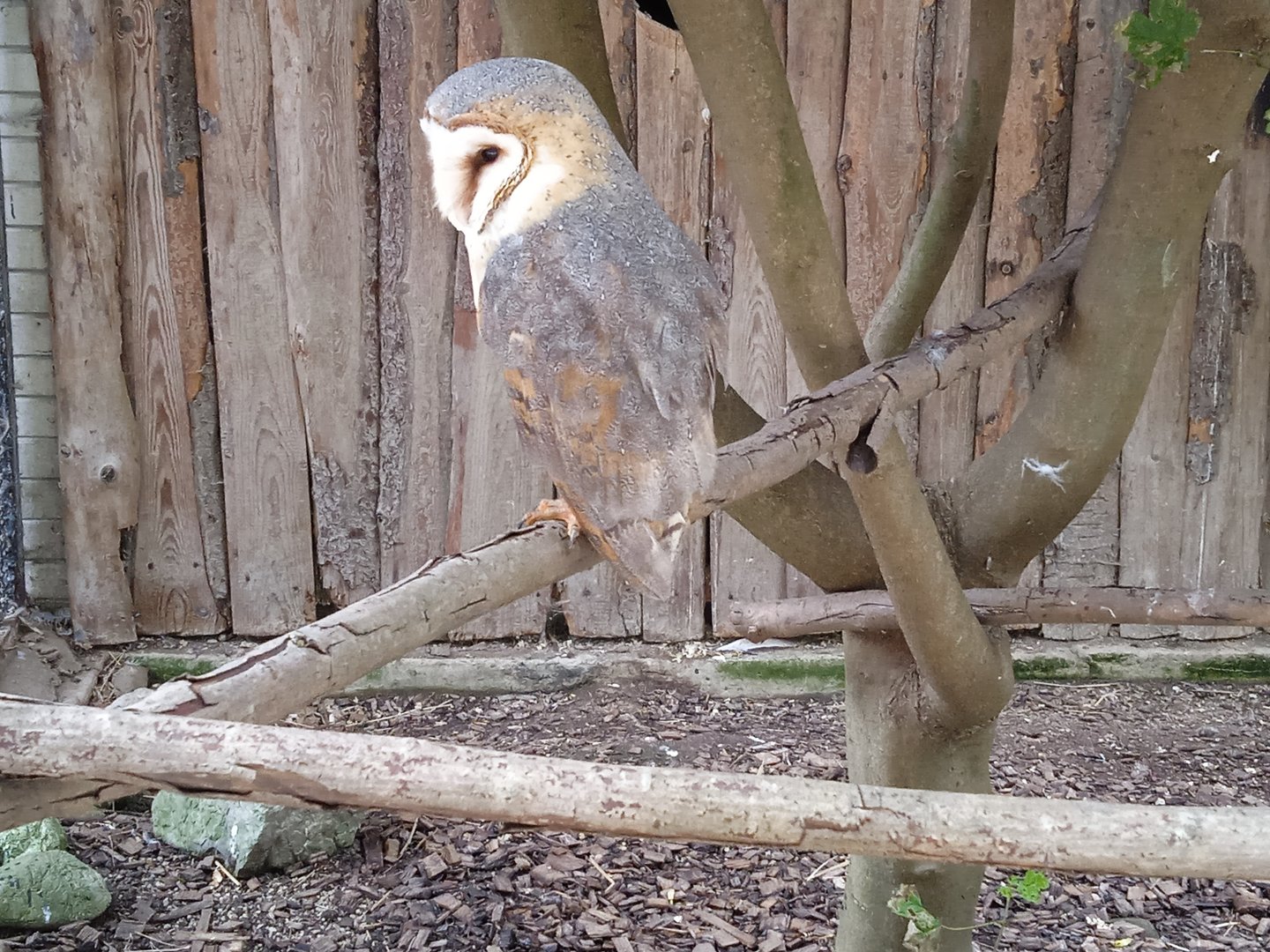 Barn owl