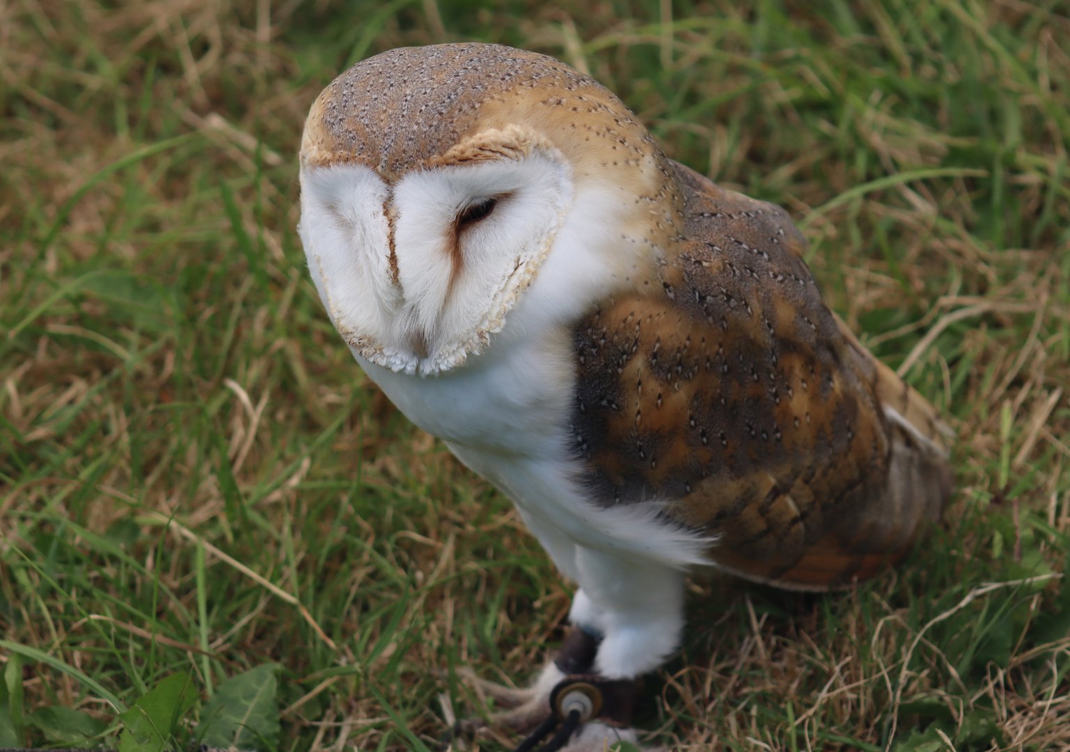 Barn Owl
