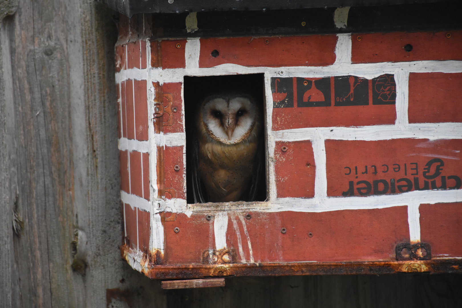 Barn owl