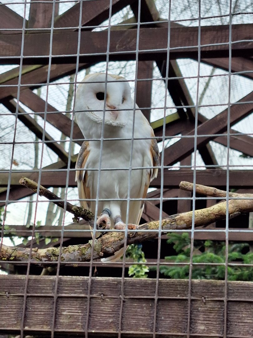 Barn Owl