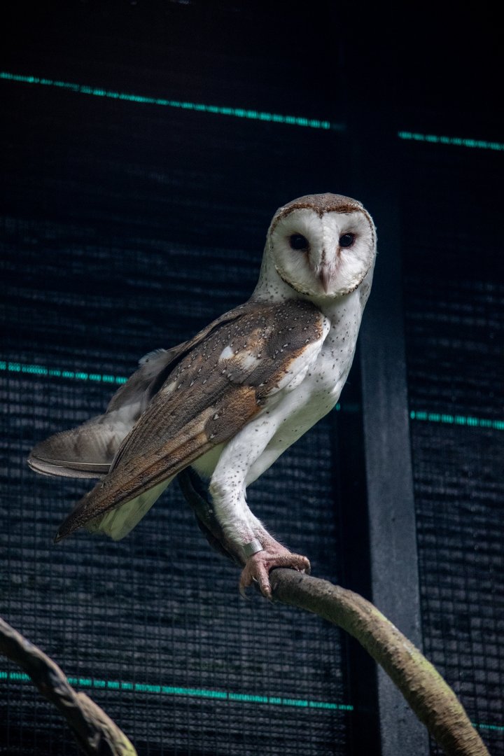 Barn Owl