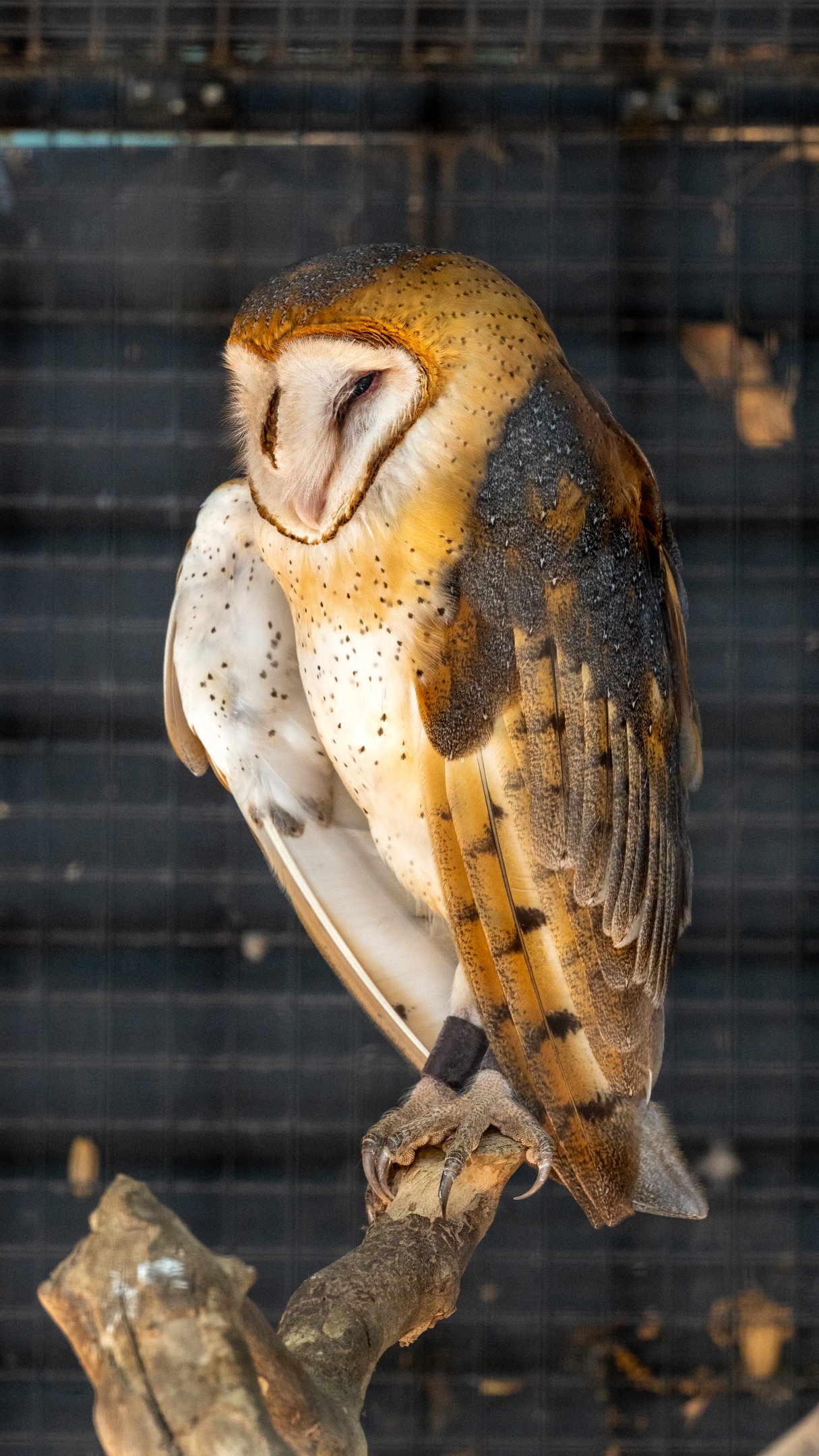 Barn Owl