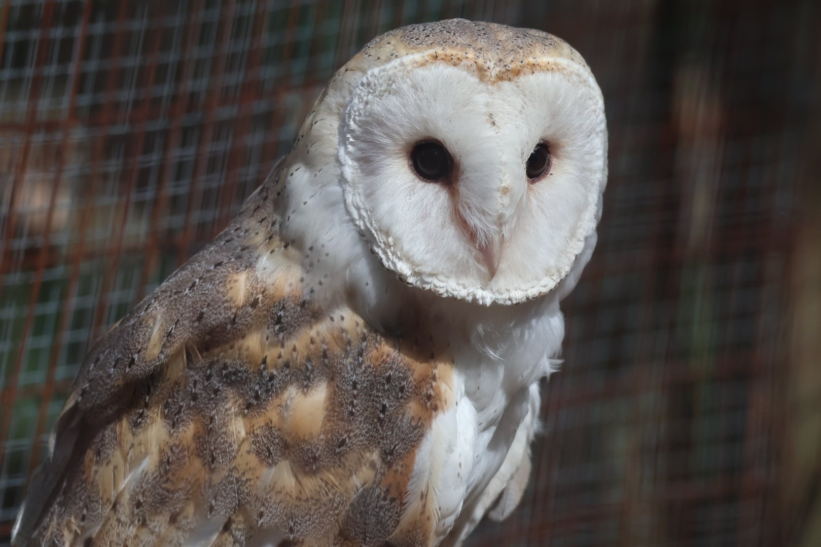 Barn owl