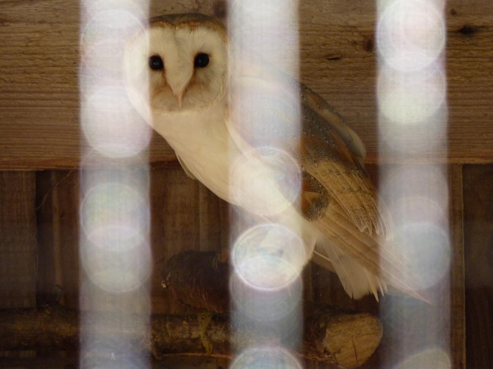 Barn Owl