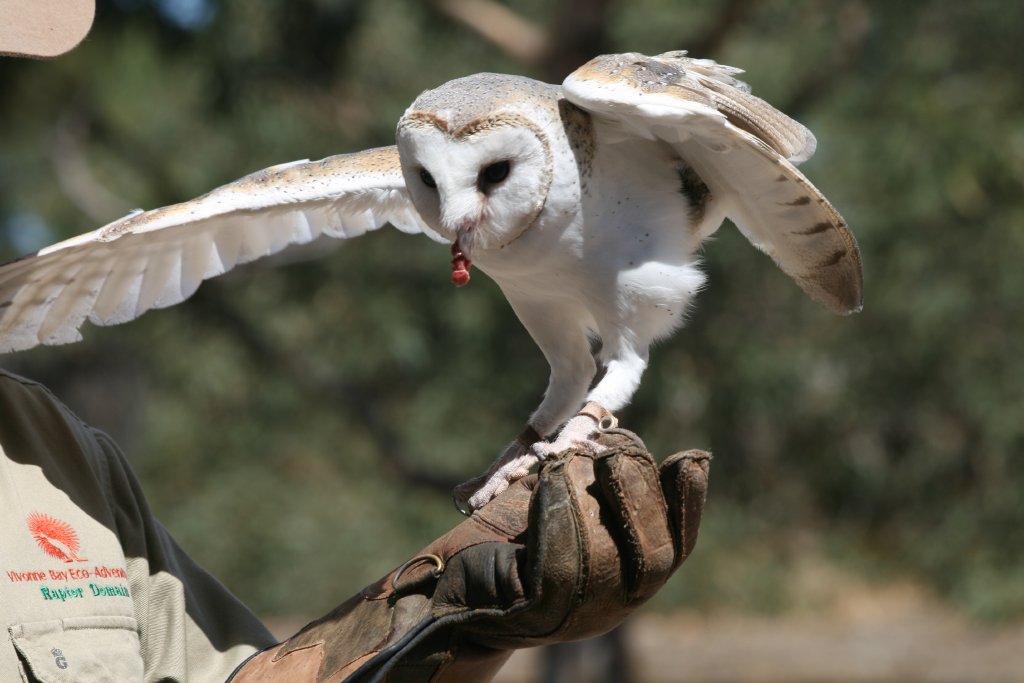 Barn Owl