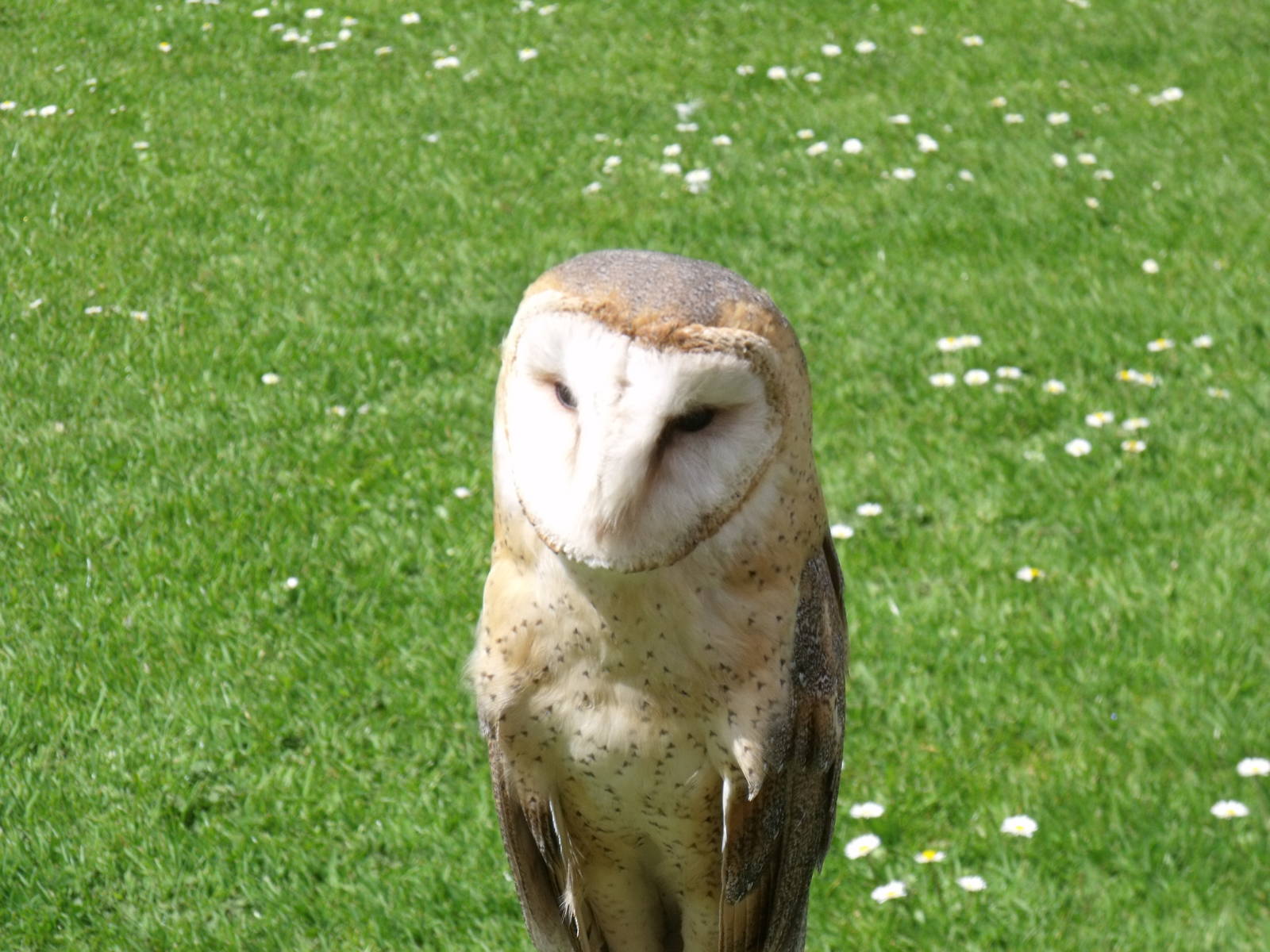 Barn Owl