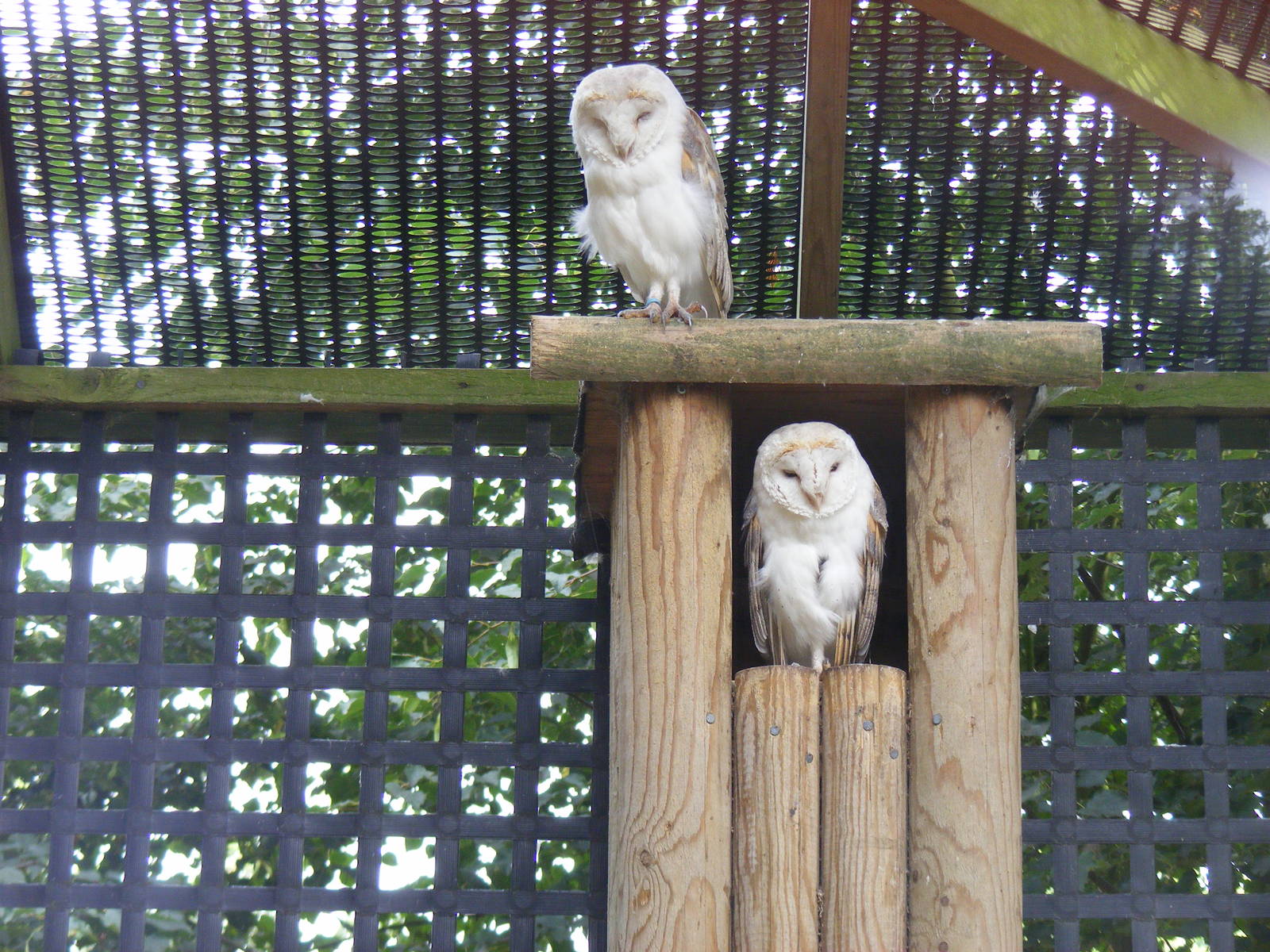 Barn owls at Wingham Wildlife Park, 15 August 2010