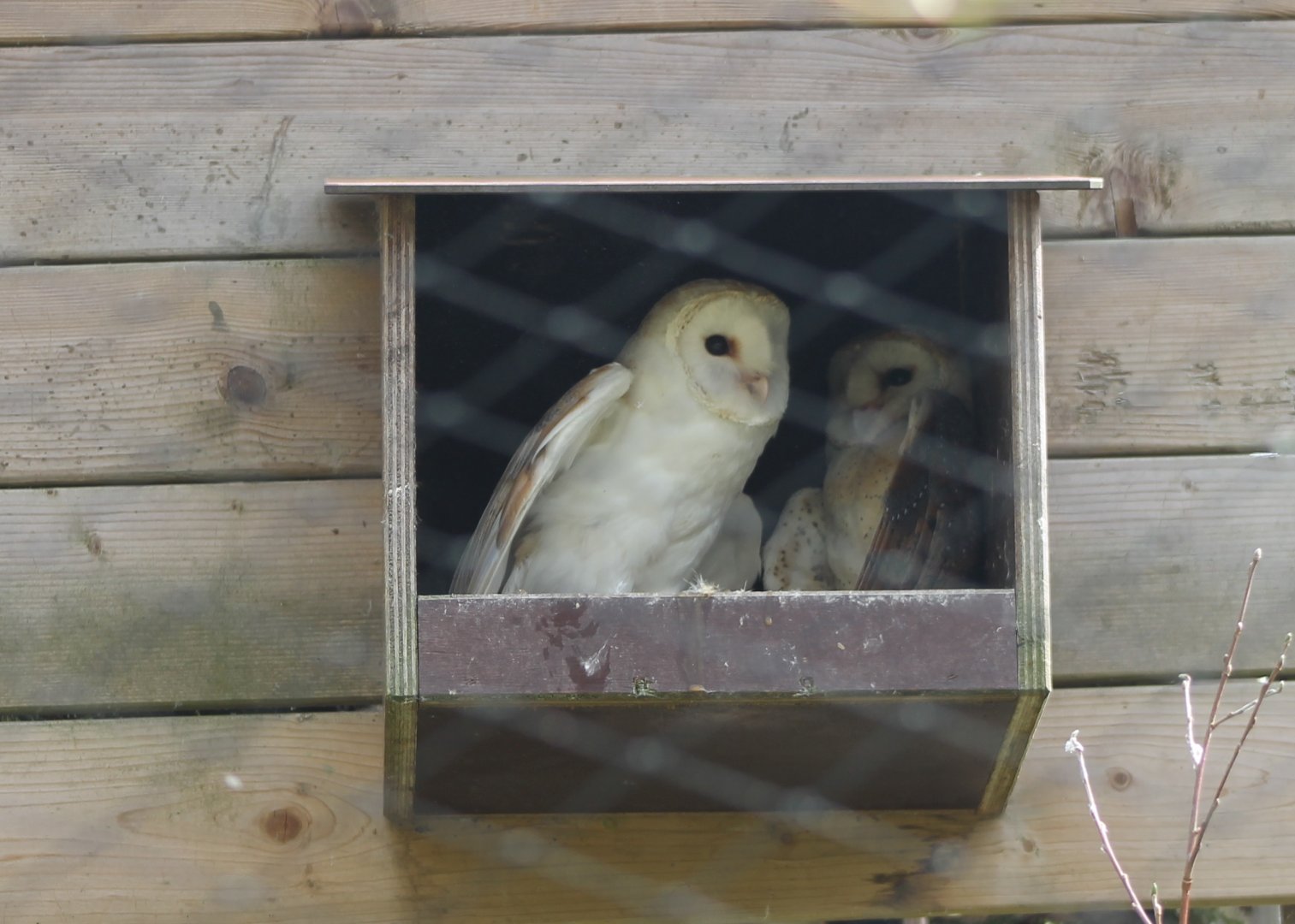 Barn owls in the nest-box