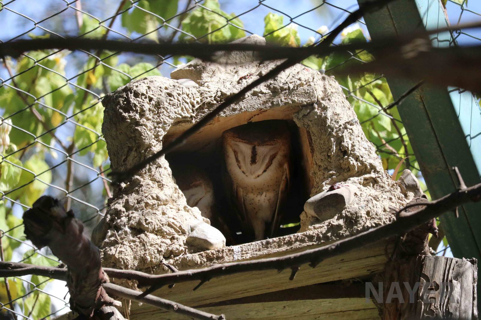 Barn owls, March 2016