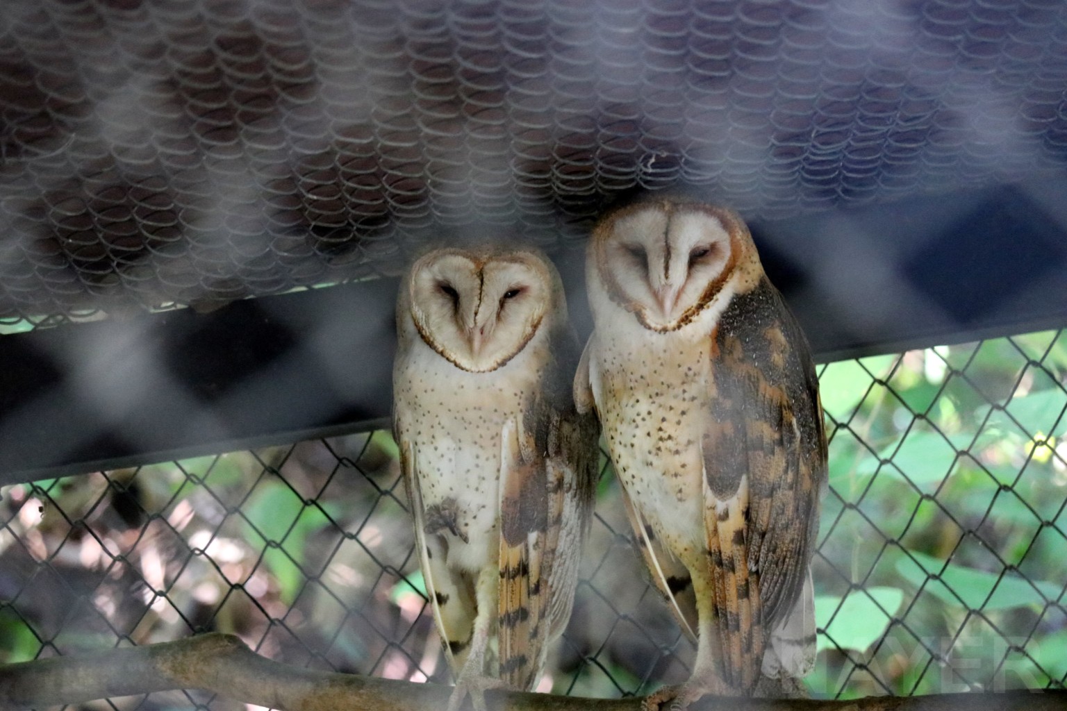 Barn owls, May 2016