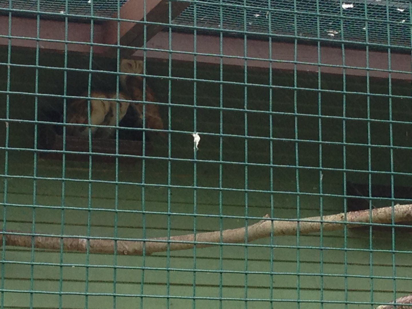 Barn Owls - (Tyto Alba)