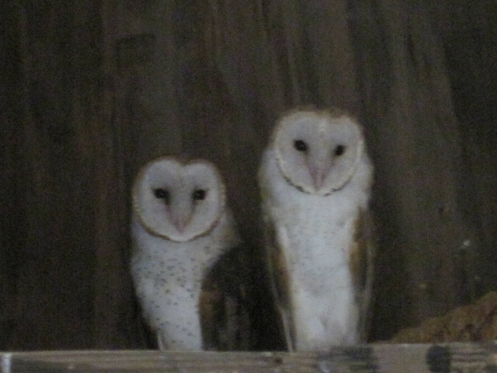 Barn Owls