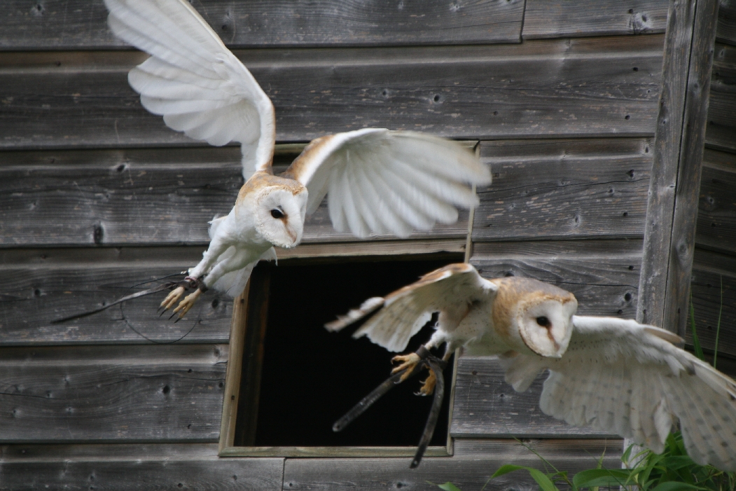 Barn Owls
