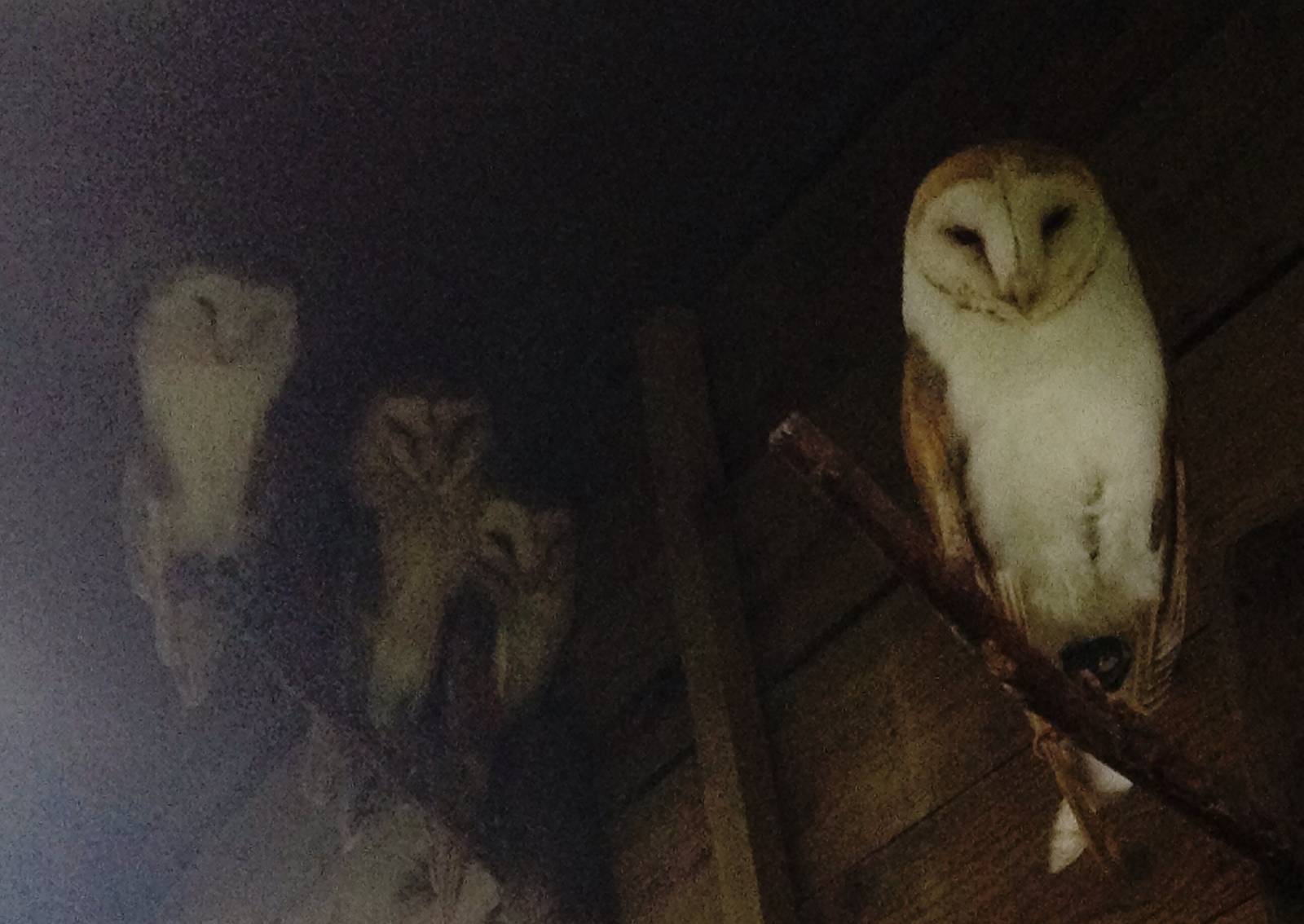 Barn Owls