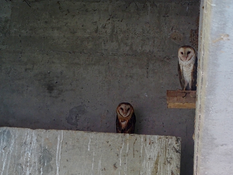 Barn owls