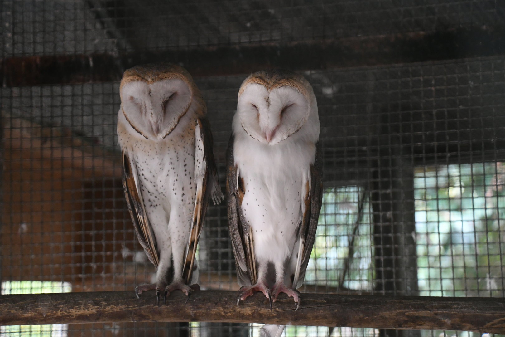 Barn Owls