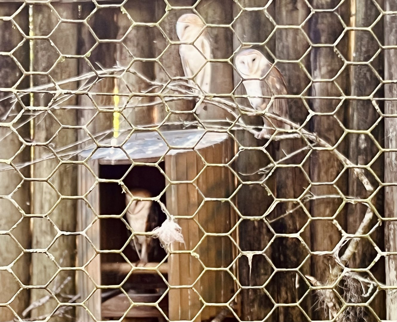 Barn Owls