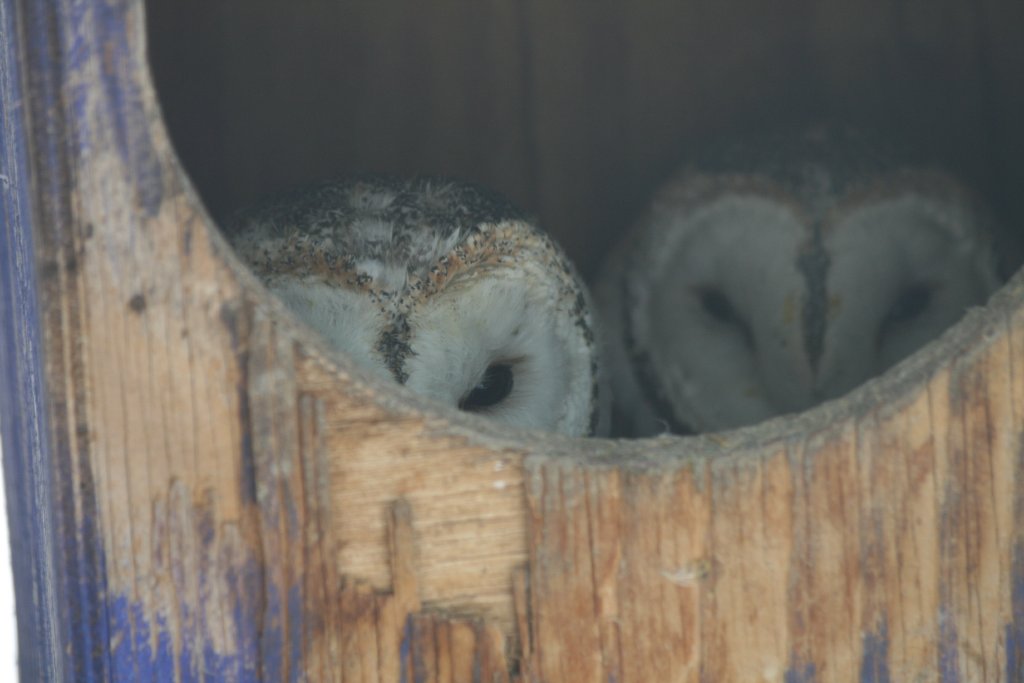 Barn Owls