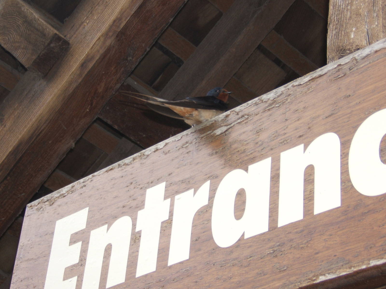 Barn Swallow at Chester Zoo